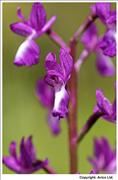 Loose-flowered Orchid - 2